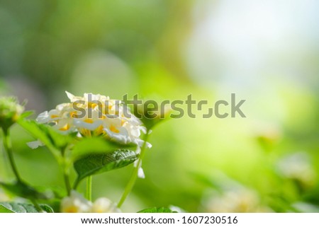 White flower under sunlight with copy space blurred background and very nice bokeh with copy space, Natural and ecology concept