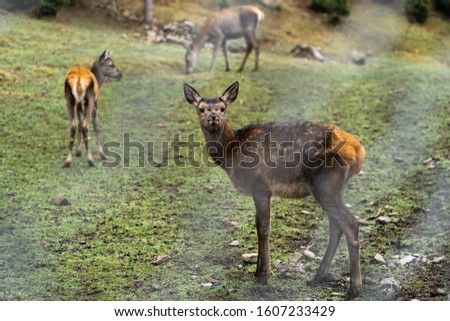 Great adult noble red female deers with big ears, flock of deer. European wildlife landscape with deer stag at forest background. Shot in zoo.