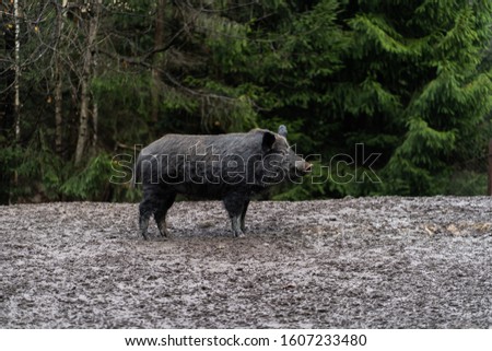 Wild boar walking in forest on foggy morning and looking away. Wildlife in natural habitat. Sus scrofa,big boar looking for food , capital boar. Nature and animals concept