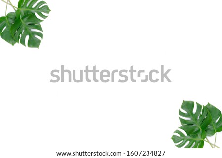 flat lay corner of monstera leaves on white background