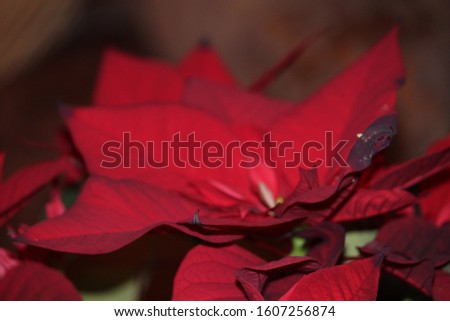 Variety of Flowers at Christmas Time