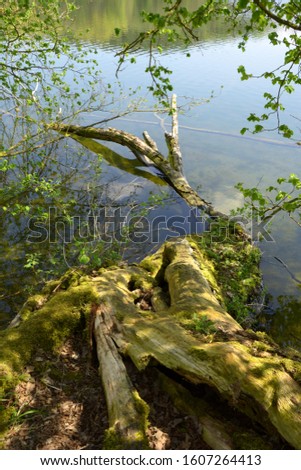 fallen dead moss covered tree trunk in clear water of a lake in bavaria, tree trunk in water with light reflections