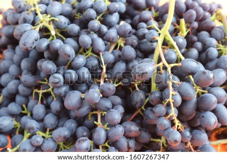 Fresh black grape sweet fruit fresh shuka from Thailand