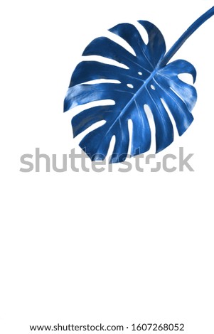 Green leaves Monstera  Isolated on a white background.Tropical plant. background toned in blue trend classic color of the year 2020.  Flat lay, top view, copy space