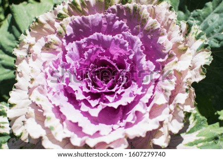 Close up of a fully bloomed purple rose cabbage. This type of cabbage is edible and can also be used for decoration.
