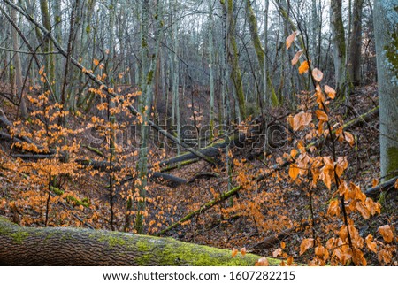 The  forest stream valley with fallen tree  trunks . Autumn forest landscape. Mossy fallen tree in foreground. 