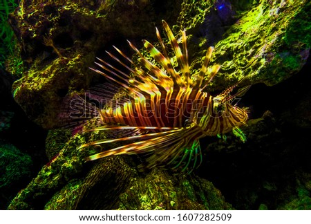 Pterois volitans. Red lionfish Pterois volitans aquarium fish. Beautiful and dangerous Lionfish Pterois miles, the best photo