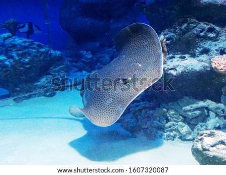 electric stingray fish swims in the aquarium Royalty-Free Stock Photo #1607320087