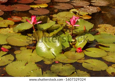 Pink Nymphaea Water lily or Pink Lotus Flower on the lotus lake - Beautiful Flower nature backdrop  - park garden concept