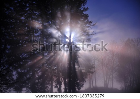 Sunbeams shining between branches of fir tree in winter. Horizontal photo.