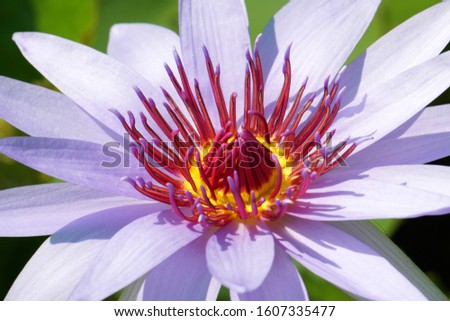 Macro Purple Lotus flower or Nymphaea nouchali or Nymphaea stellata is a water lily of genus Nymphaea - Purple nature concept - Floral backdrops and beautiful details