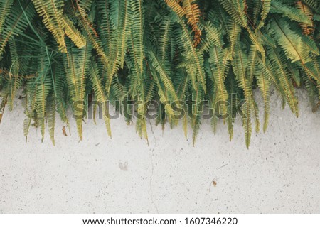 hipster fern succulent plant on white background