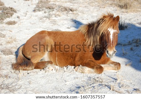Wild horse resting in the cool sand on Assateague Island in Maryland.