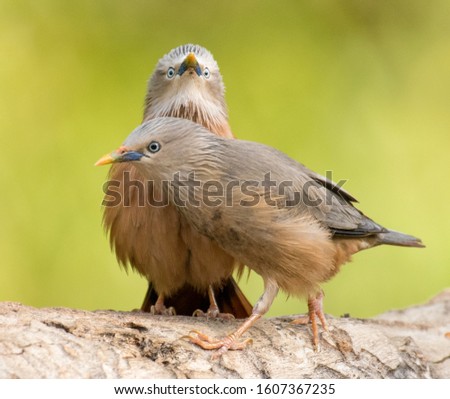 Blyth's Starling perched on a bowl of water stock photo