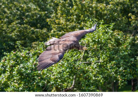 Sea eagle - Haliaeetus albicilla flying low above the ground on a green light background. The eagle is trained by a falconer.