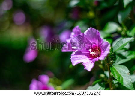 azalea flower amid the beautiful garden forest