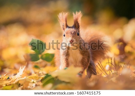 Squirrel sitting in the autumn park sunshine autumn colors on the tree and sitting on the ground in leaves, around is beautiful colorful autumn leaves illuminated by sun rays, the best photo
