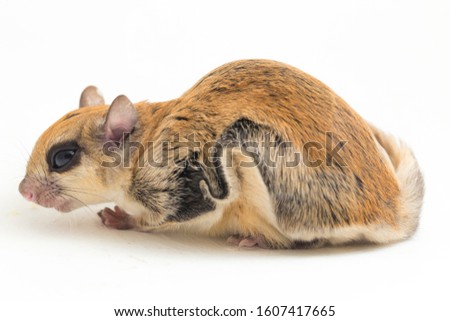 The Javanese flying squirrel (Iomys horsfieldii) is a species of rodent in the family Sciuridae. It is found in Indonesia, Malaysia, and Singapore. Isolated on white background