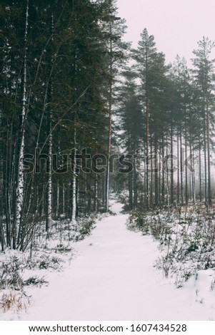 Winter forest with fog and first snow
