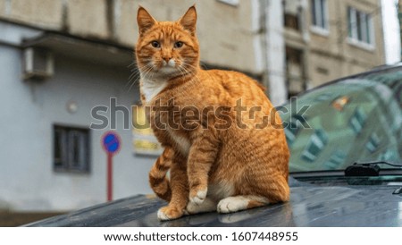 Cute red stray cat sitting on the hood of the car on the street. Animal and homeless concept.