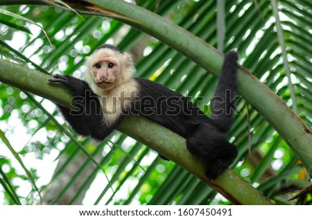Cebus imitator Capuchin Monkey cute panamerican white faced monkey Costa Rica Central America Cahuita caribbean jungle rainforest national park nature laying on Palm tree leaf Royalty-Free Stock Photo #1607450491