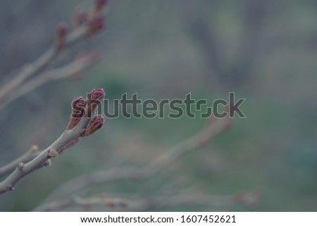 Tree branch with buds background, spring. Toned image spring tree branch on gentle soft background outdoors. Floral background. Light delicate artistic image, free space for your text.