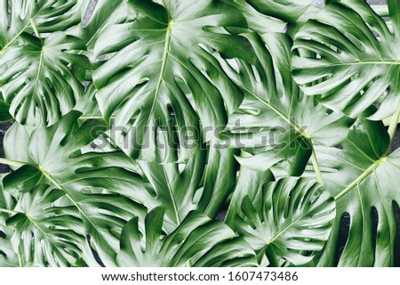 Green tropical leaves background. Monstera houseplant. Eco friendly photo.