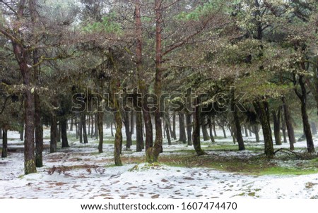 "Poiso" natural park covered with snow in Madeira island, Portugal