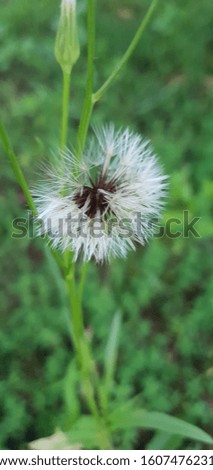 A Picture of a Dandelion up close.