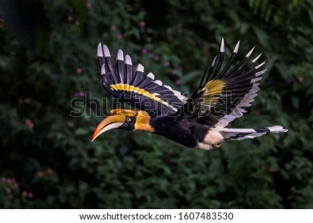 The hornbills are a family of bird found in tropical and subtropical Africa, Asia and Melanesia Royalty-Free Stock Photo #1607483530