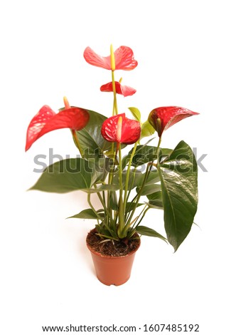 Anthurium flower is a heart-shaped flower. Anthurium red in the flowerpot. Flamingo flowers or Boy flowers Pigtail Anthurium andraeanum (Araceae or Arum). Anthuriums symbolize hospitality. Royalty-Free Stock Photo #1607485192