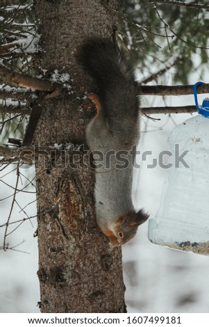 
luxurious gray squirrel eats on a tree branch against the backdrop of a snowy forest in winter