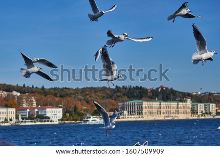 People feed seagulls with simit from vapur/boat, Istanbul, Turkey.They follow the vapur all the way long. 