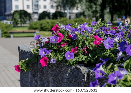 Colorful urban street flower bed with mixed pansies,petunias ,marigolds and other flowers in bloom adds color to the city garden landscape in late winter and spring.blooming pink and purple Petunia