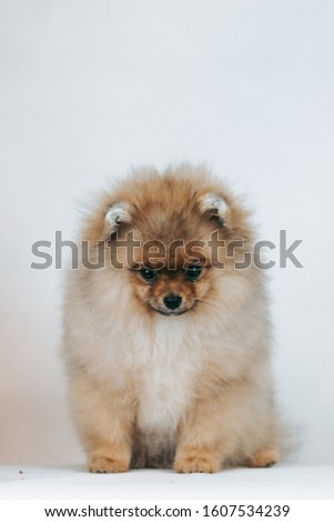 Pomeranian baby posing in white studio background.