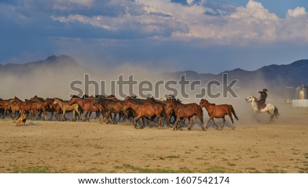 Wild horses (aka Yılkı Atları) are running in dust and cowboy following. Taken near Hürmetci Village, between Cappadocia and Kayseri, Turkey.           