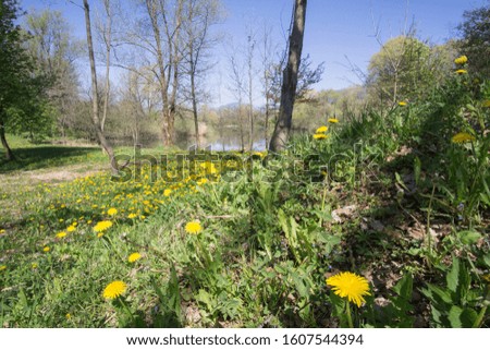 Spring in lake with yellow flowers Slovenian mountains 