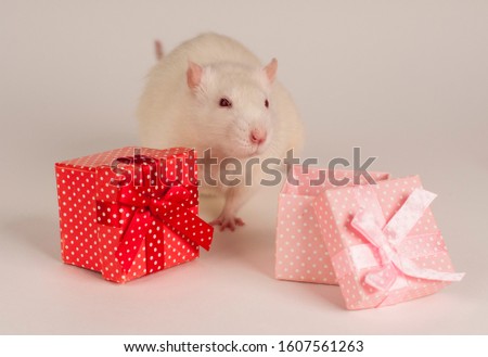 White rat on white background with gift box