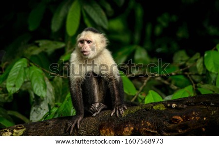 Cebus imitator Capuchin Monkey cute panamerican white faced monkey Costa Rica Central America Cahuita caribbean jungle rainforest national park nature angry sitting Royalty-Free Stock Photo #1607568973