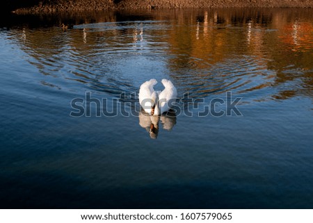 very beautiful birds white swans