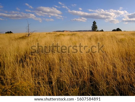 Grasslands of Bryce National Park in Utah, USA