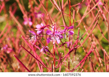 Pink bloosom on spring flower with beautiful saturated color on a beautiful background