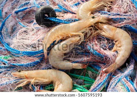 View of the big and fresh shrimps or prawns on the fishing net. They play important roles in the food chain and are an important food source for larger animals ranging from fish to whales.