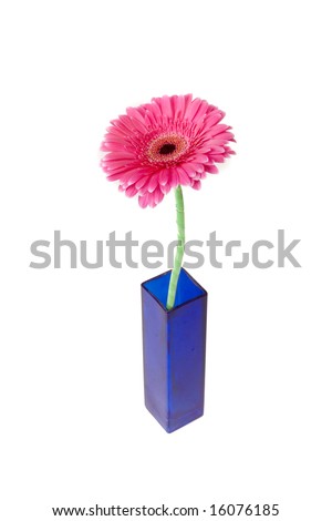 Purple Gerber in vase on white ground