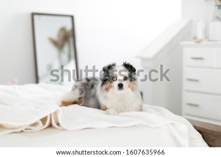 Toy Australian Shepard sitting on bed in modern bedroom