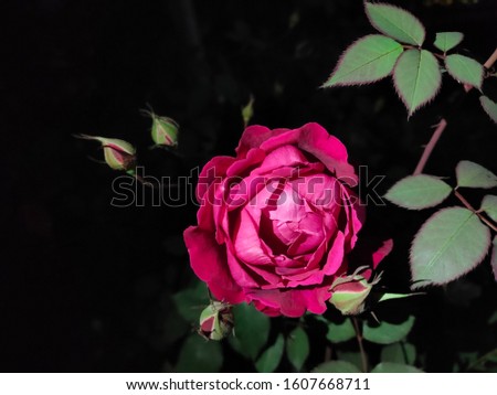 A Beautiful Picture Of Red Rose In Dark Mode