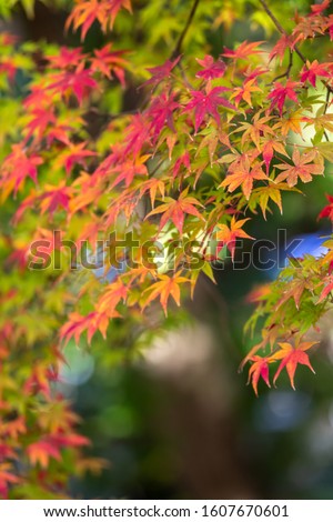 Japanese maple leaf, autumn image
