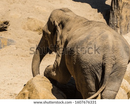 The Asian elephant facing away close up sand and rock background. 