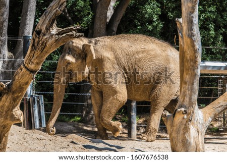 Mature Asian elephant, walking along the fence. 