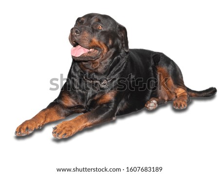 Rottweiler dogs that are fierce but cute and like to take pictures.
